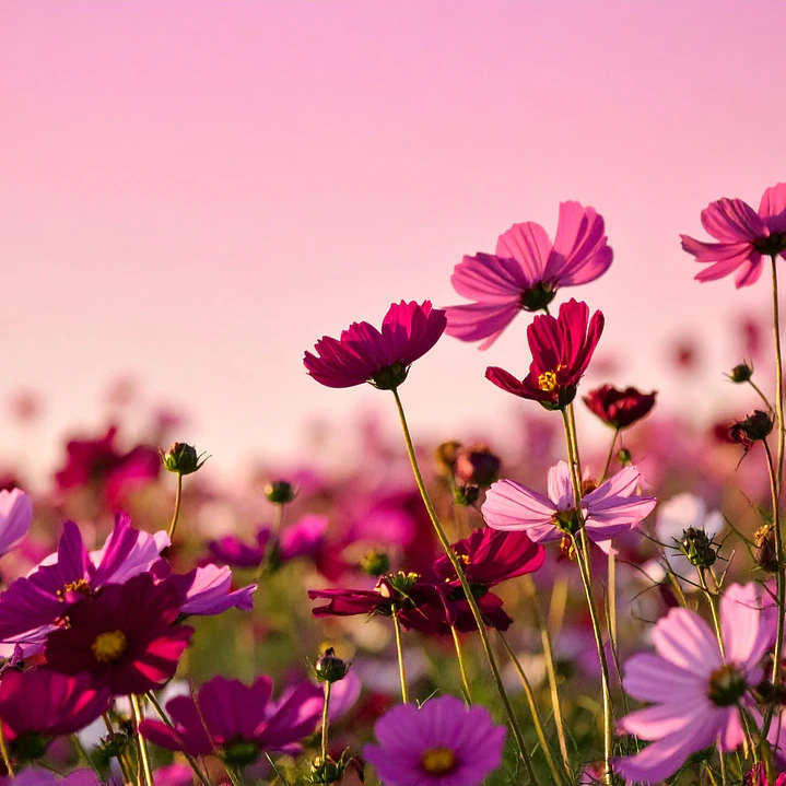 Home Spray Flores Silvestres 3