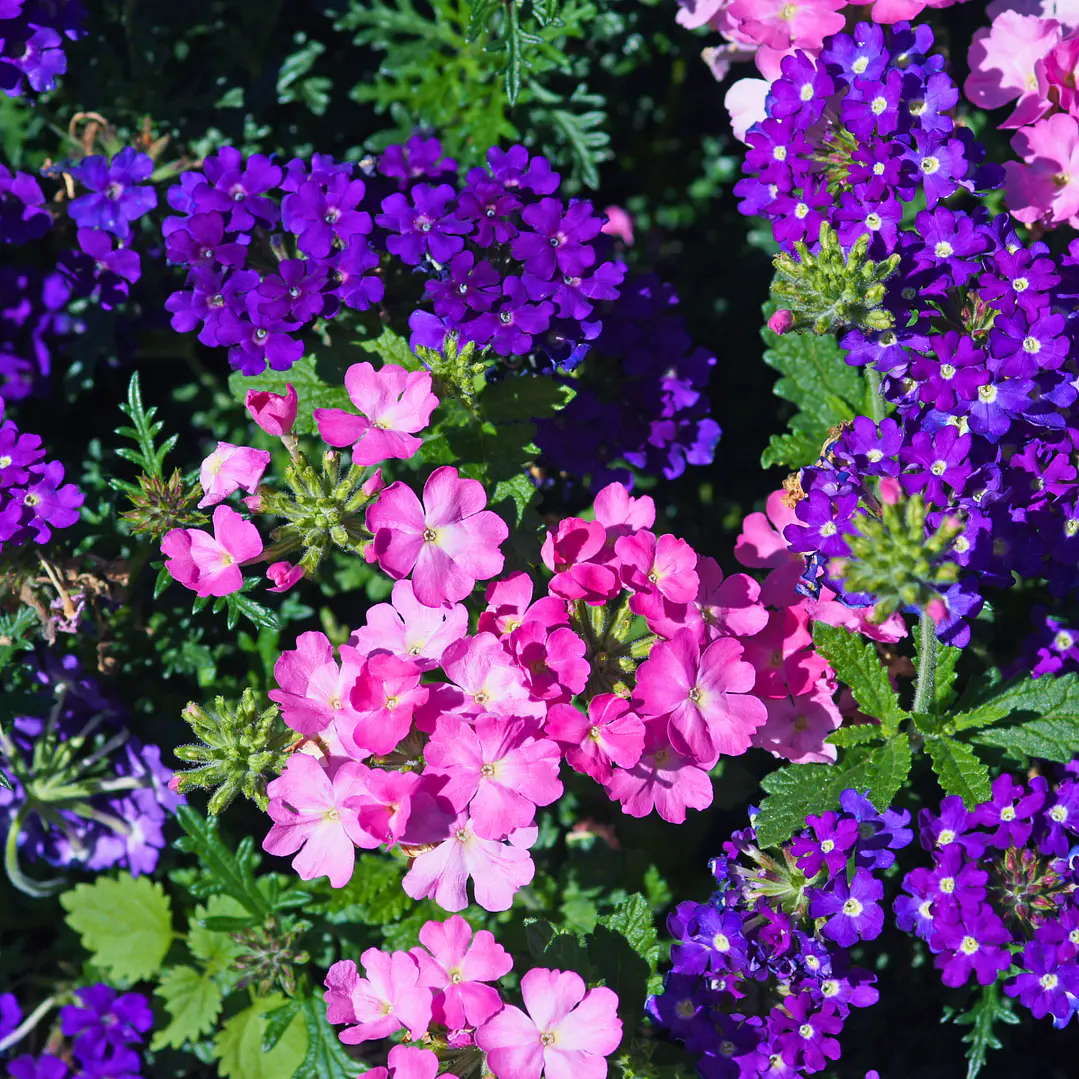 Home Spray Verbena 3