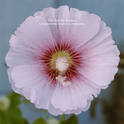 The Suicide Bitches - La Impenetrable Jungla de la Vanguardia (CD) 2