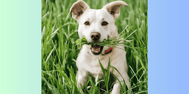 ¿Por qué los Perros Comen Pasto? Descifrando un Comportamiento Canino Común*