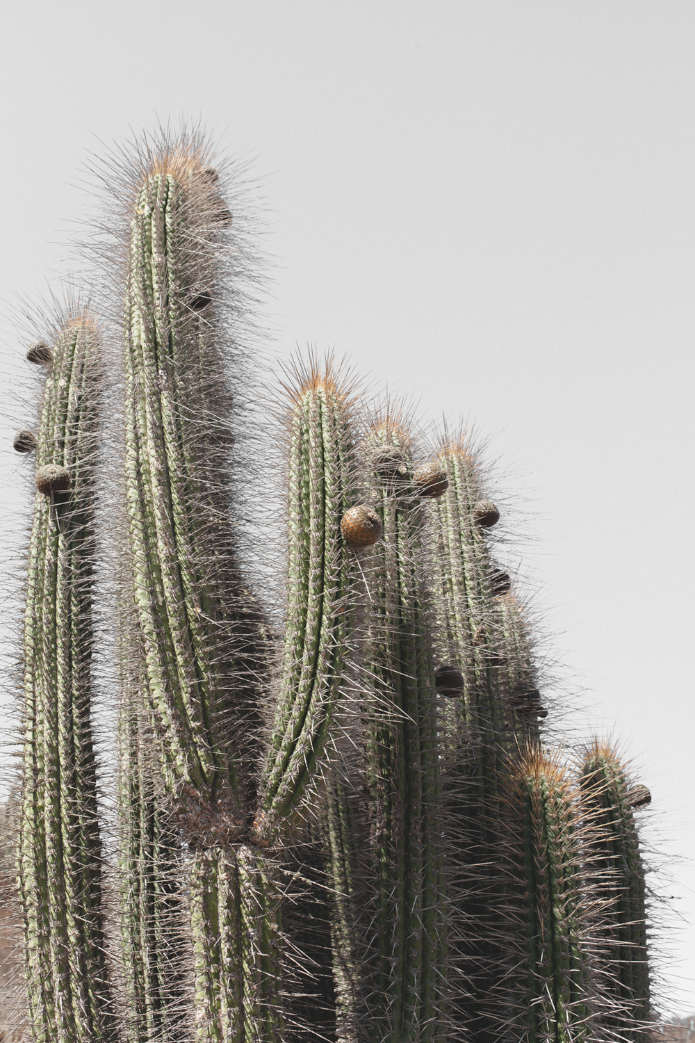 Cactus I