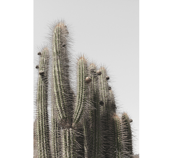 Cactus I