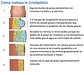 CRIOLIPOLISIS COOLMAX - Miniatura 2