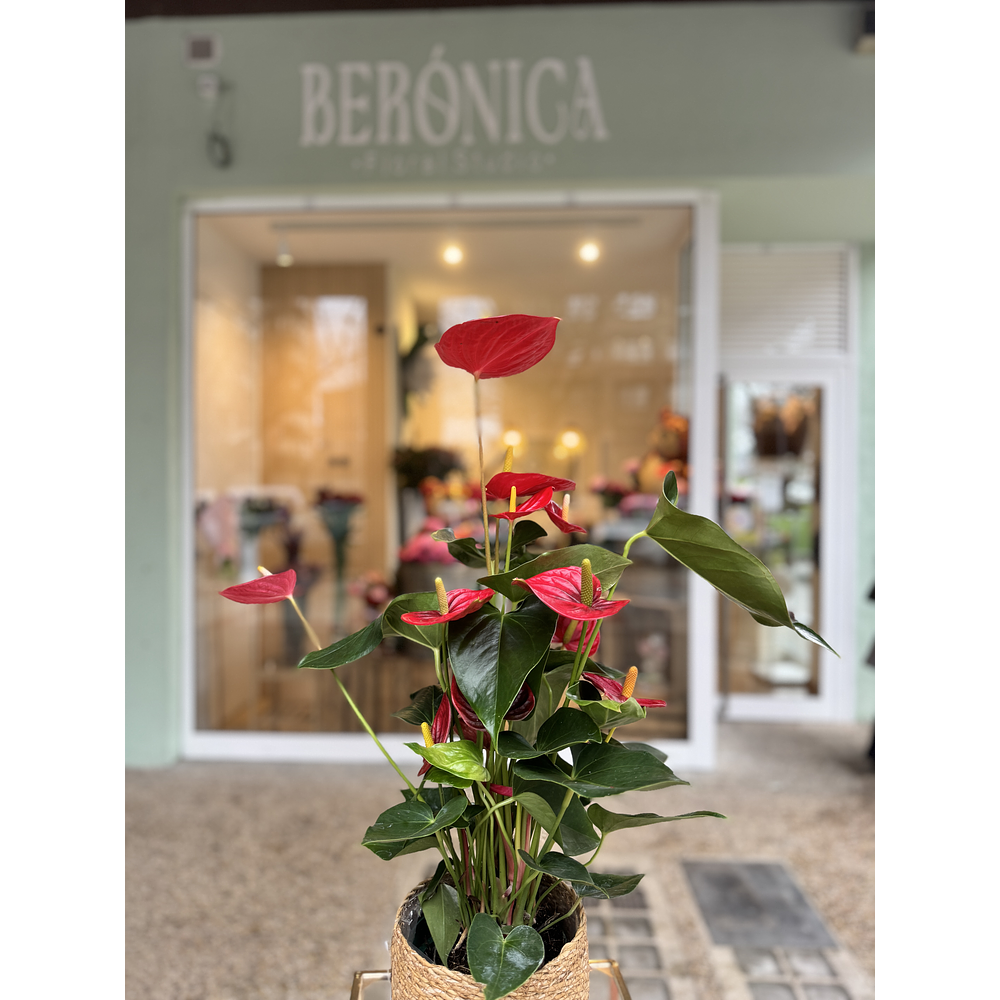 Anthurium Rojo