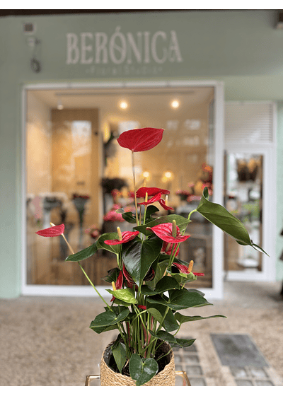 Anthurium Rojo