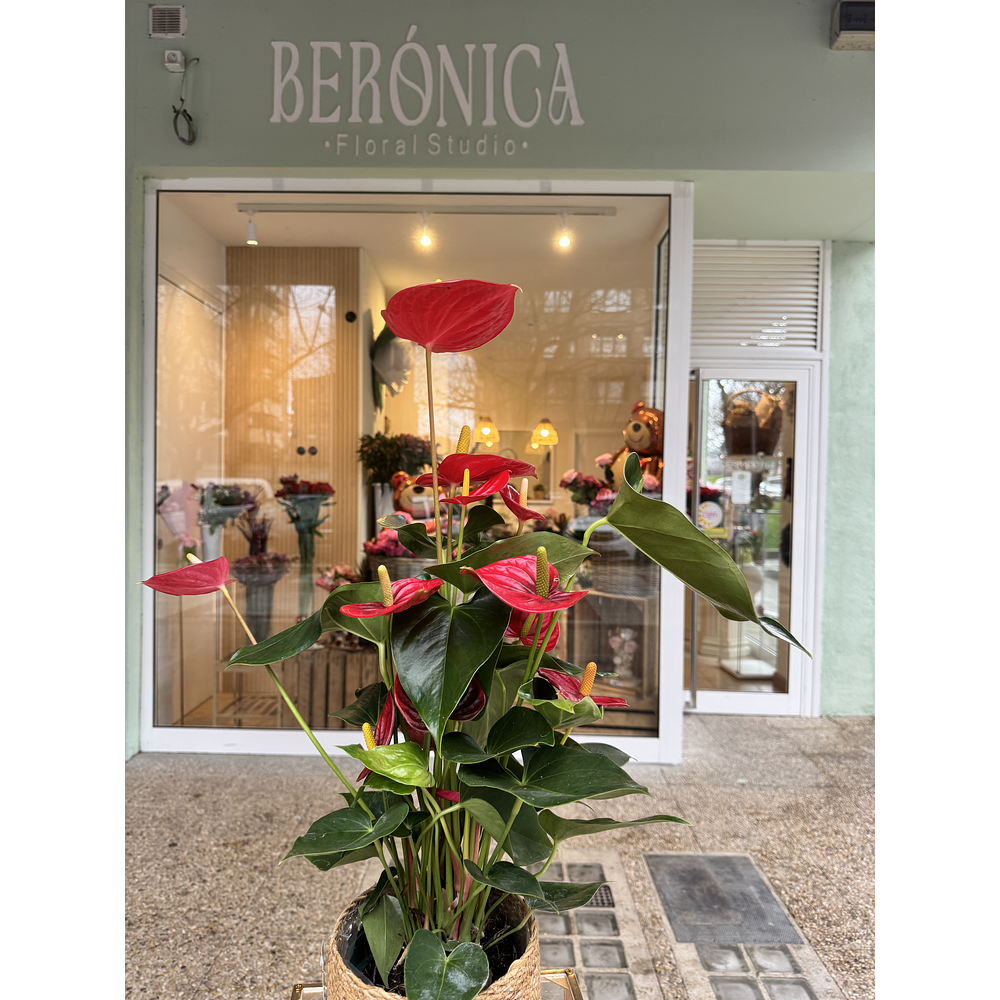 Anthurium Rojo