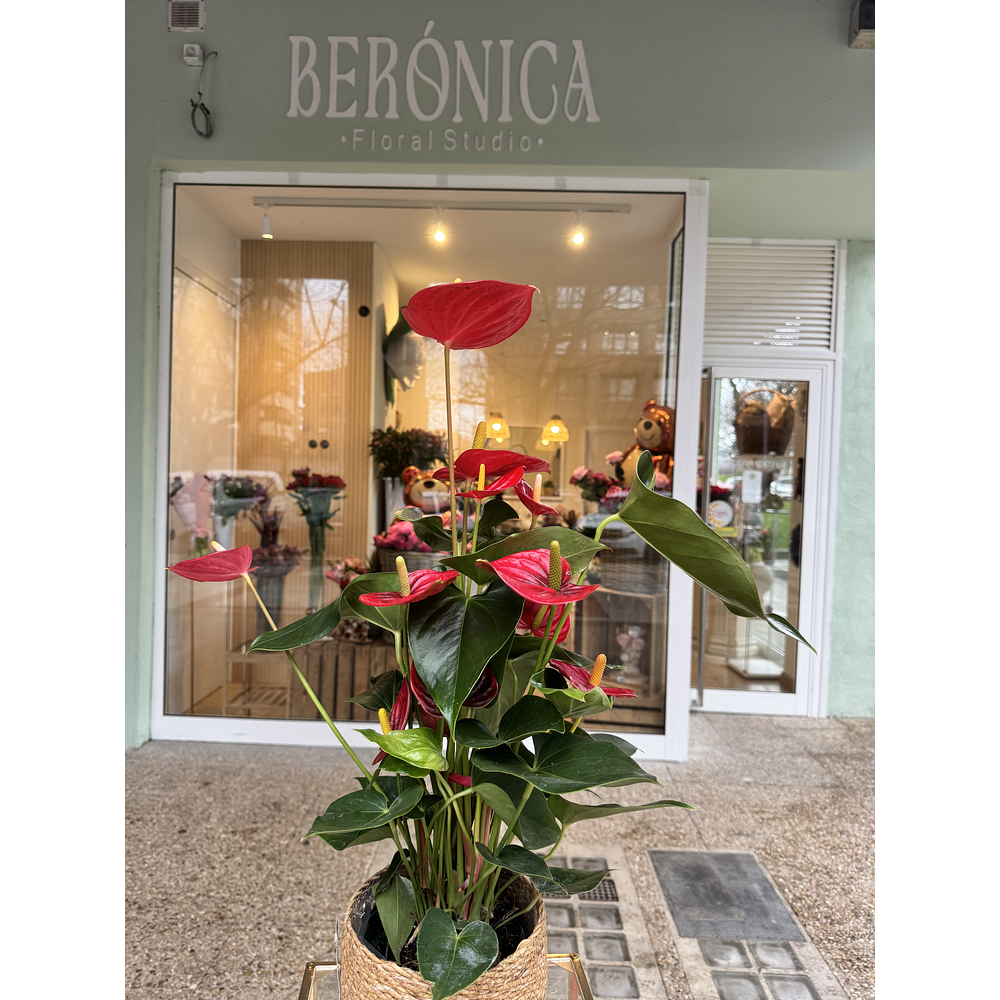 Anthurium Rojo