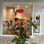 Anthurium Rojo