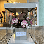 Caja Floral Premium con Rosa y Claveles