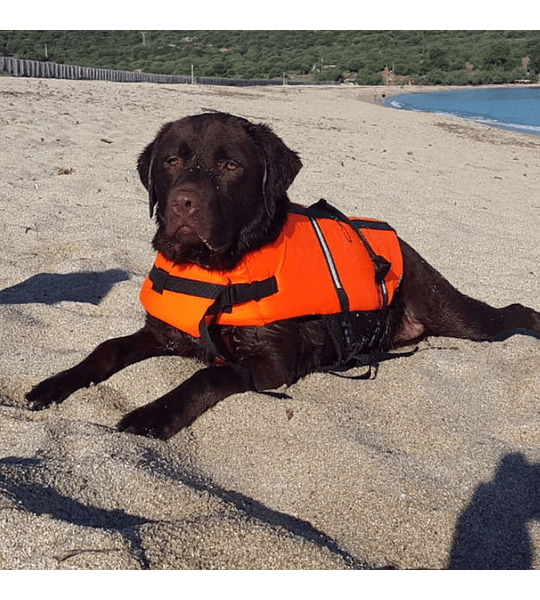 COLETE SALVA-VIDAS PARA CÃES