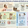 Guía de Alimentación y Cuidado para Gatitos Bebés