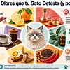 ¿Cómo afectan los olores cítricos y el vinagre a la salud felina?