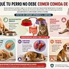 Por que tu perro no debe comer comida de gatos