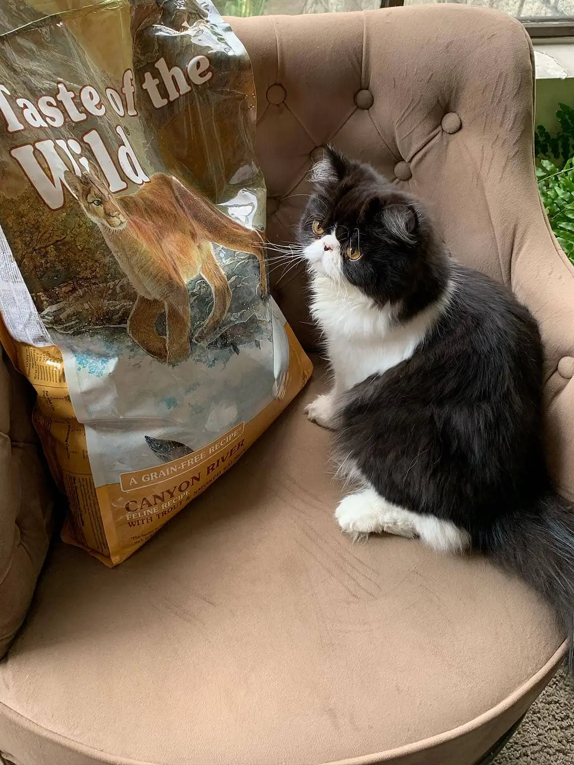 Taste of the Wild Gato Canyon River - Trucha y Salmón Ahumado 6,6 kg 3