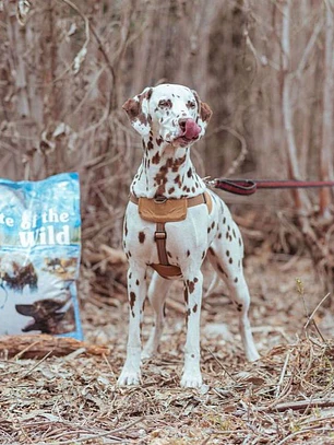Taste of the Wild Pacific Stream Alimento Perro Adulto - Salmón 18kg