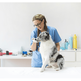 Alimentos medicados perro