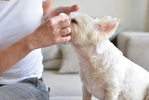 Limpiador de Lagrimas Para Perro y Gato 100ml
