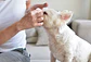 Limpiador de Lagrimas Para Perro y Gato 100ml - Miniatura 2