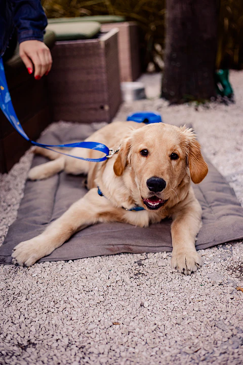 Colchoneta Sustentable