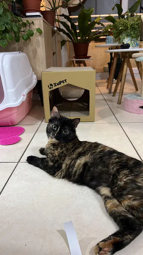 Cat Home 2 en 1  