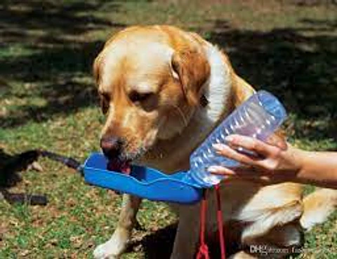 Bebedero De Paseo 500ml