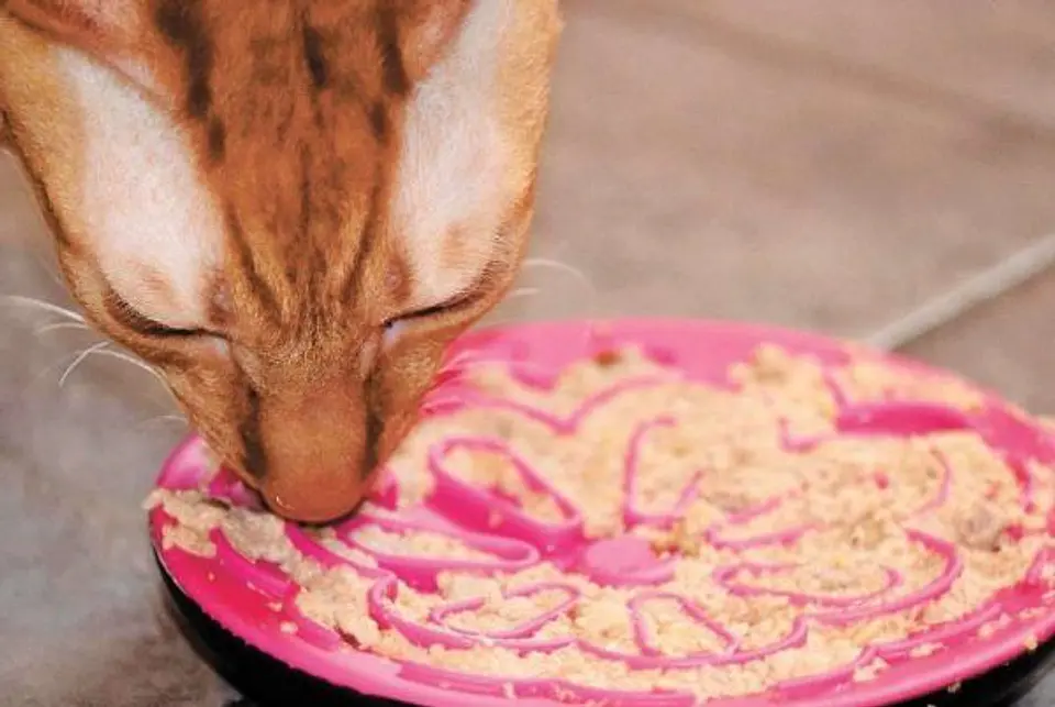 Comedero Interactivo Para Gatos  1