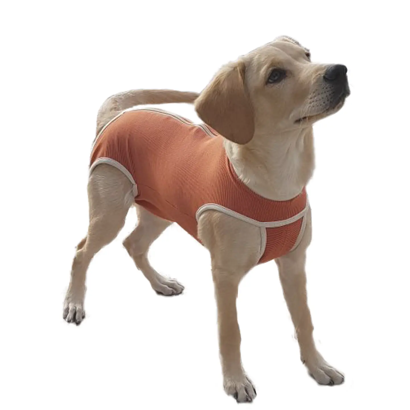Body De Cobre Para Perros y Gatos  3