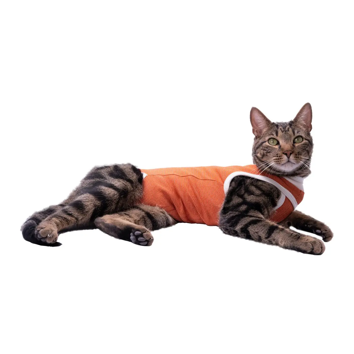 Body De Cobre Para Perros y Gatos  1