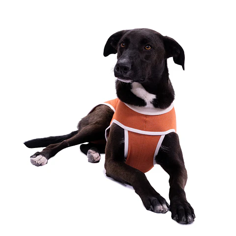 Body De Cobre Para Perros y Gatos 