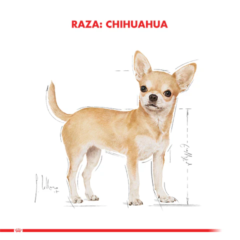 Royal Canin Alimento Seco Chihuahua Adult 1 Kg