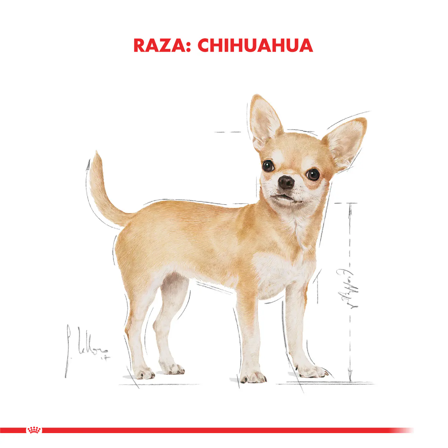 Royal Canin Alimento Seco Chihuahua Adult 1 Kg 2