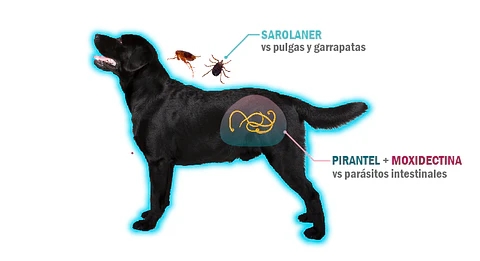 Simparica Trio de 10 a 20 kg 3 Comprimidos 