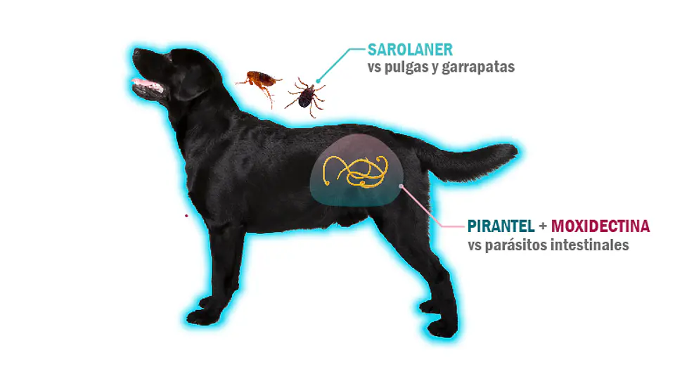 Simparica Trio de 10 a 20 kg 3 Comprimidos  2