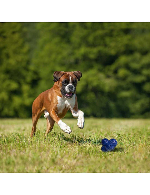Nylabone Juguete Lanzador Crazy Ball Ultra Strong 