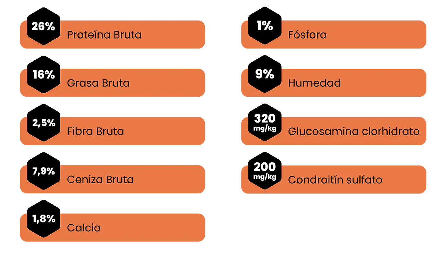 Amity Adulto Bajo en Granos Salmon 4K 2