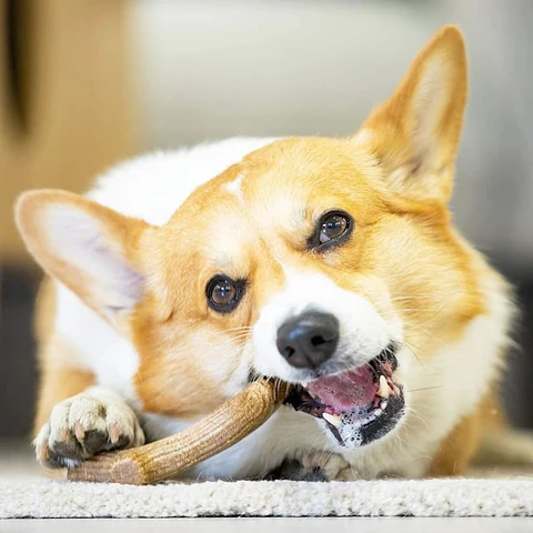 Gigwi Wooden Antler Juguete Masticable Para Perros Talla L