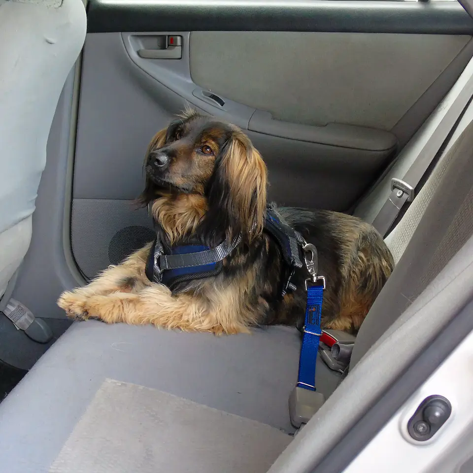 Cinturón de seguridad Más Perros  1