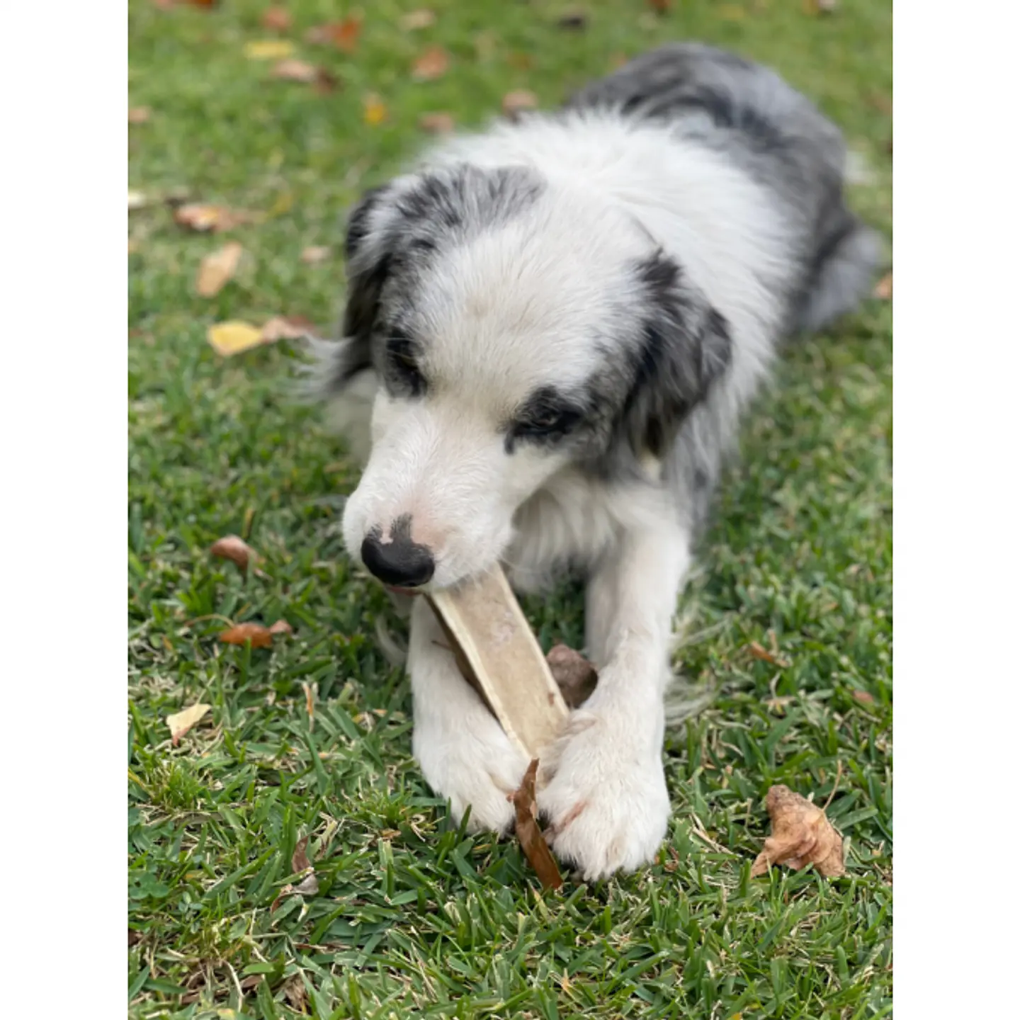 Hueso de Astas de Ciervo Doggo 2