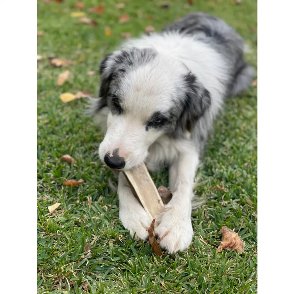 Hueso de Astas de Ciervo Doggo 2