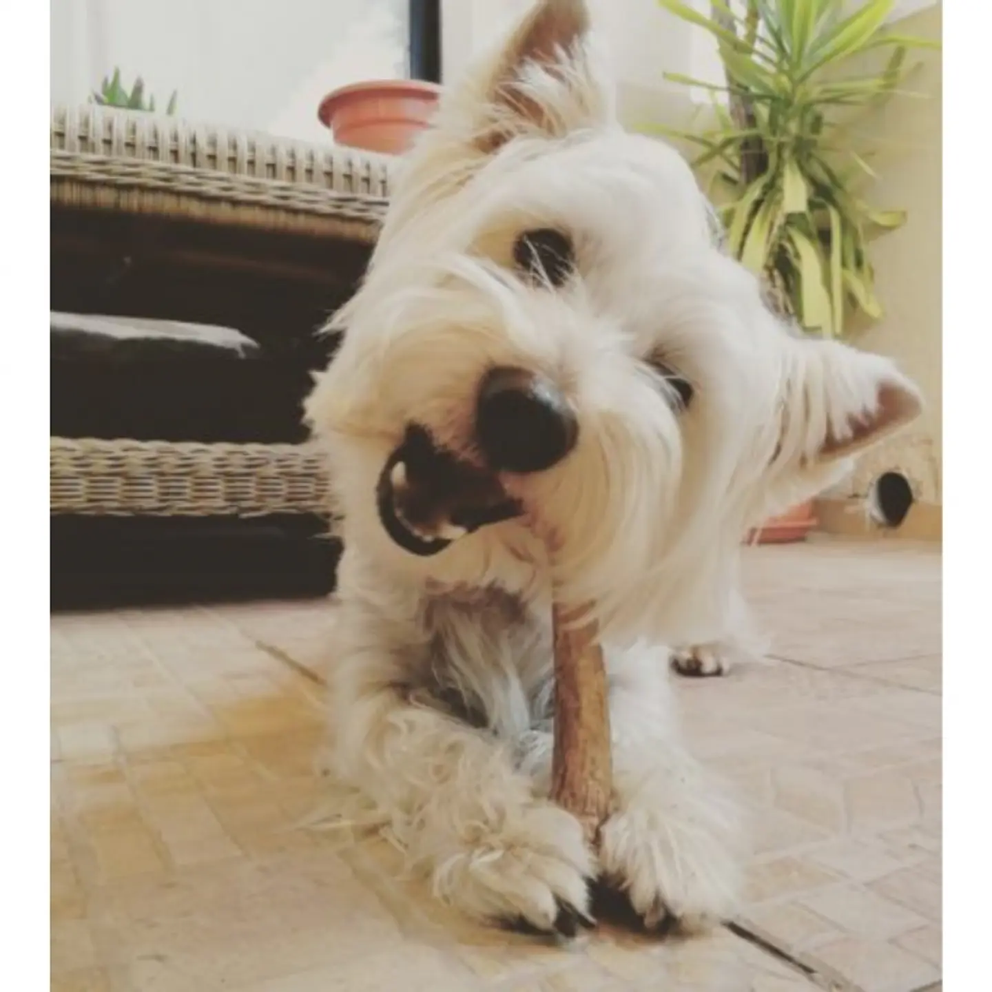 Hueso de Astas de Ciervo Doggo 3