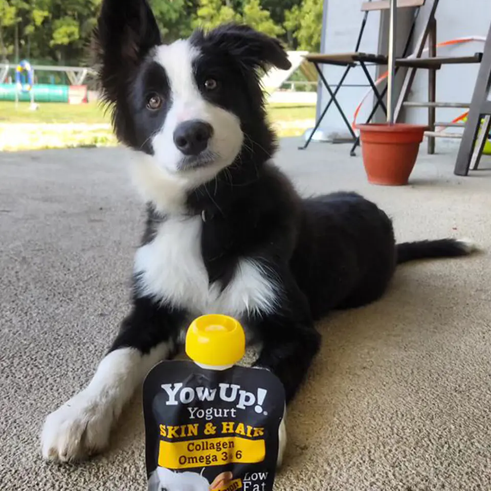 Yow Up Piel y Pelaje Perro 115grs  2