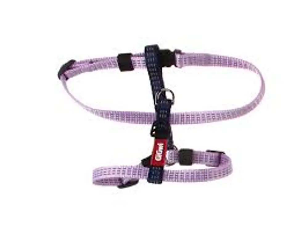 Arnes Gigwi Talla S  1
