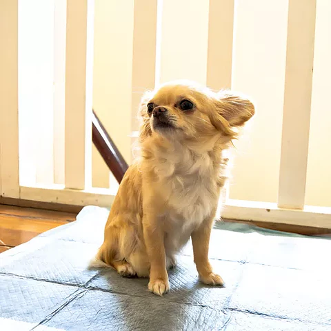 Sabanillas TopK9 Carbon Activo 30 uni