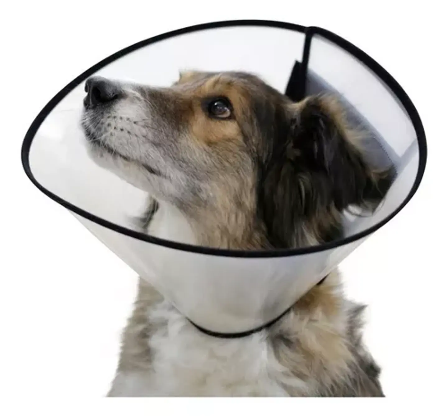 Collar Isabelino Con Velcro 3