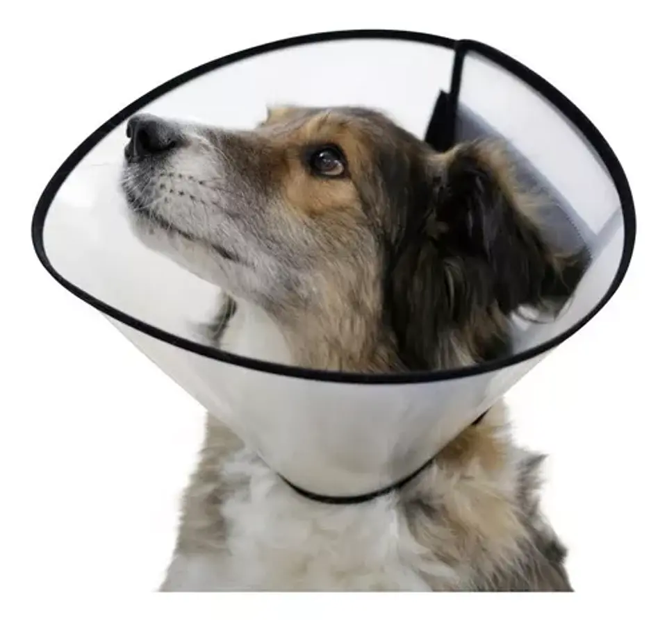 Collar Isabelino Con Velcro 3