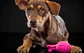 Hartz DuraPlay Rocket Large Dog Toy  - Miniatura 1