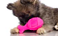 Hartz DuraPlay Rocket Small Dog Toy  - Miniatura 1