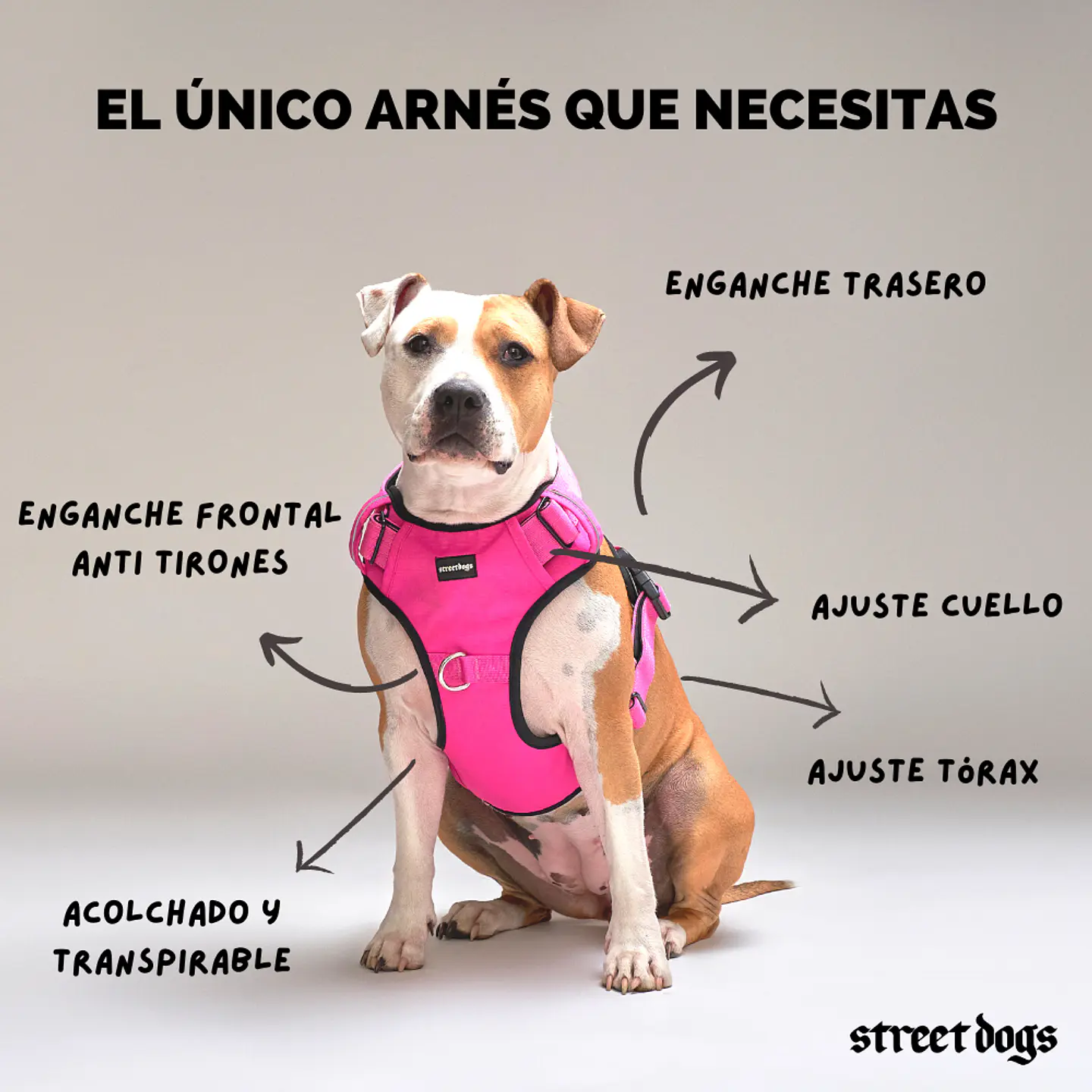 Arnes Comfort Street Dogs 2