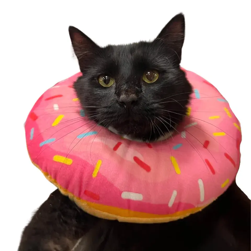 Collar Anti-lamido 1