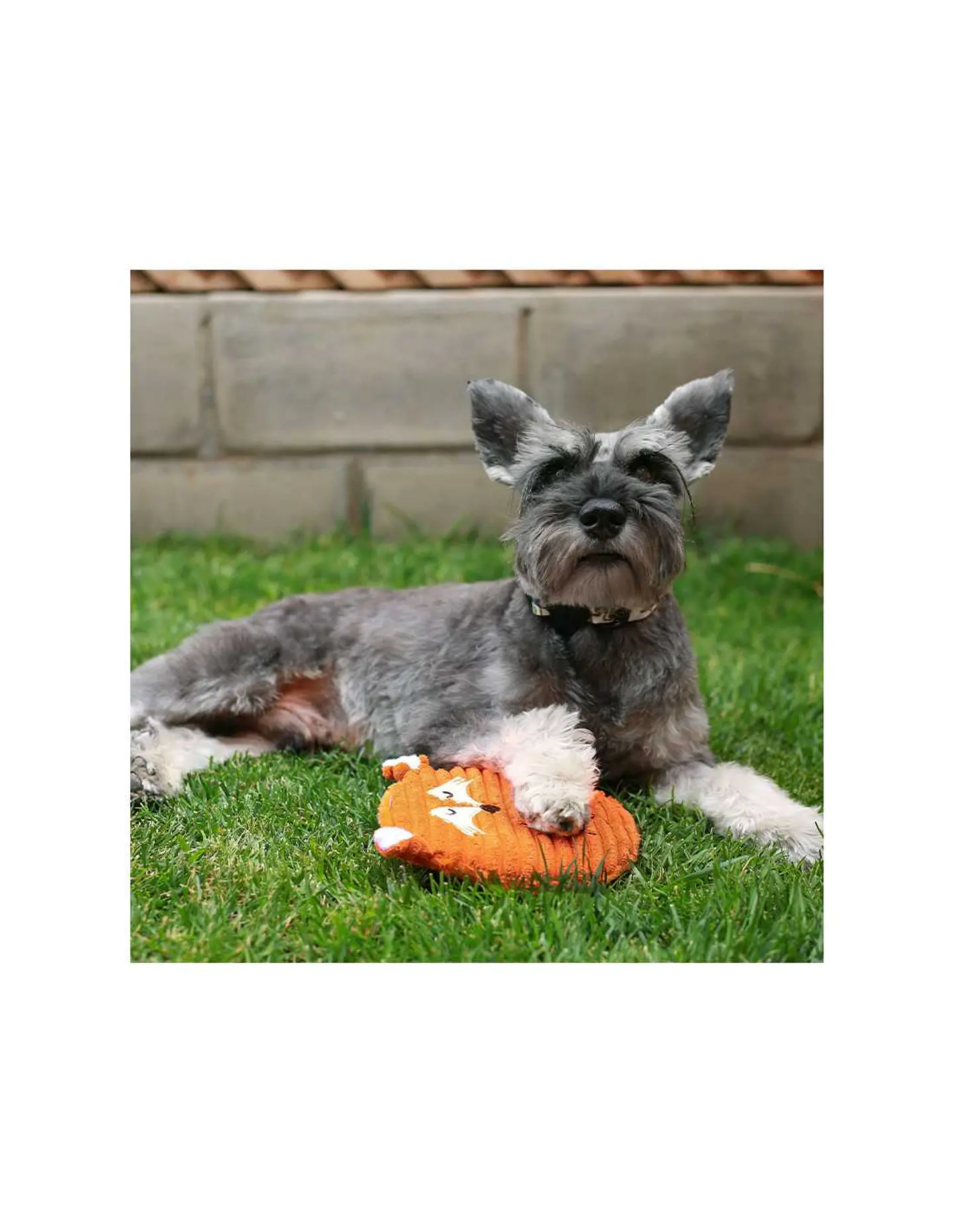 Peluche con Sonido Circular Zorro (canjea hasta 3000PB)  2